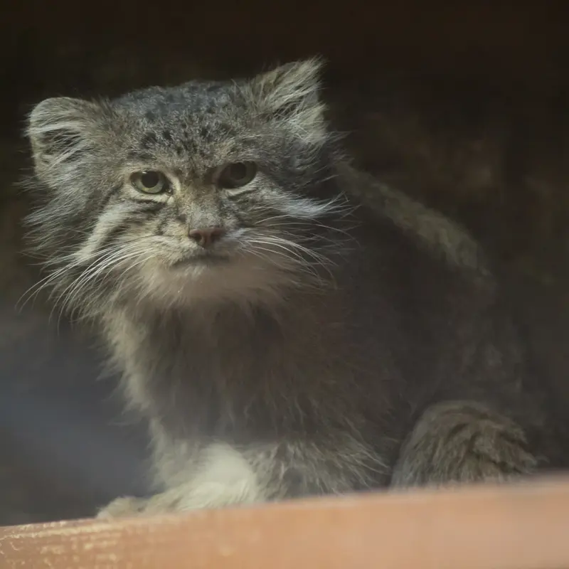 A photograph of Klyon in Ueno Zoological Gardens