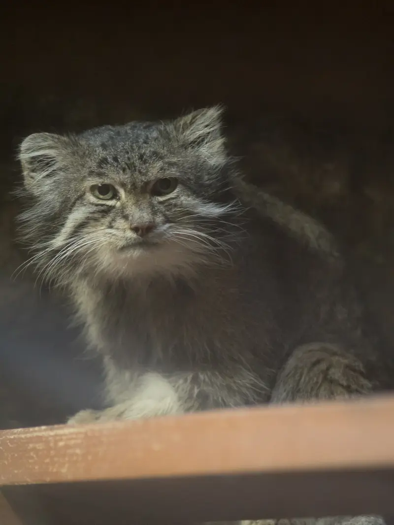 A photograph of Klyon in Ueno Zoological Gardens