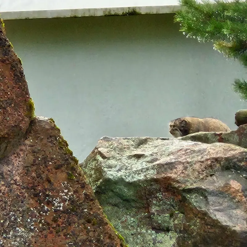 A photograph of Mimi in Korkeasaari Zoo