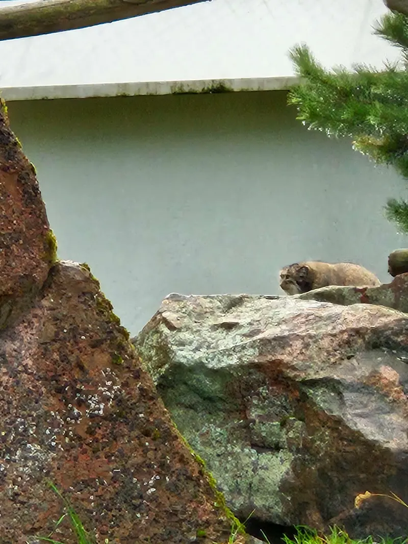 A photograph of Mimi in Korkeasaari Zoo