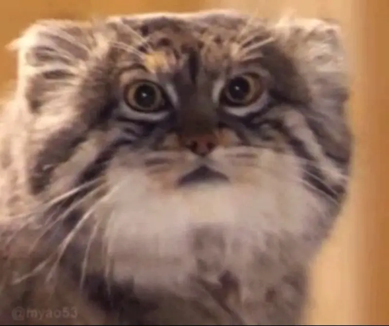 Who is this Manul?