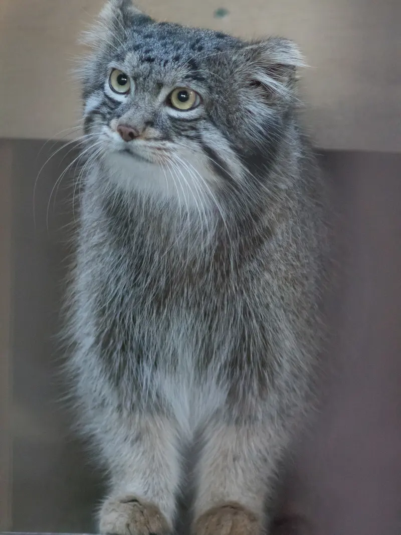 A photograph of Figa in Nogeyama Zoo
