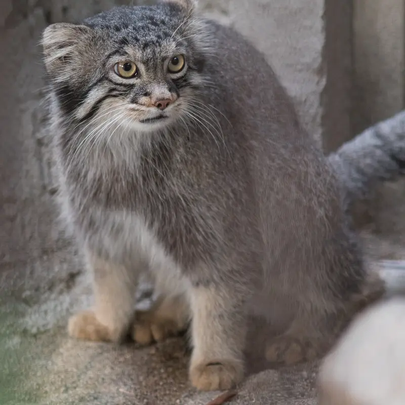 A photograph of Figa in Nogeyama Zoo
