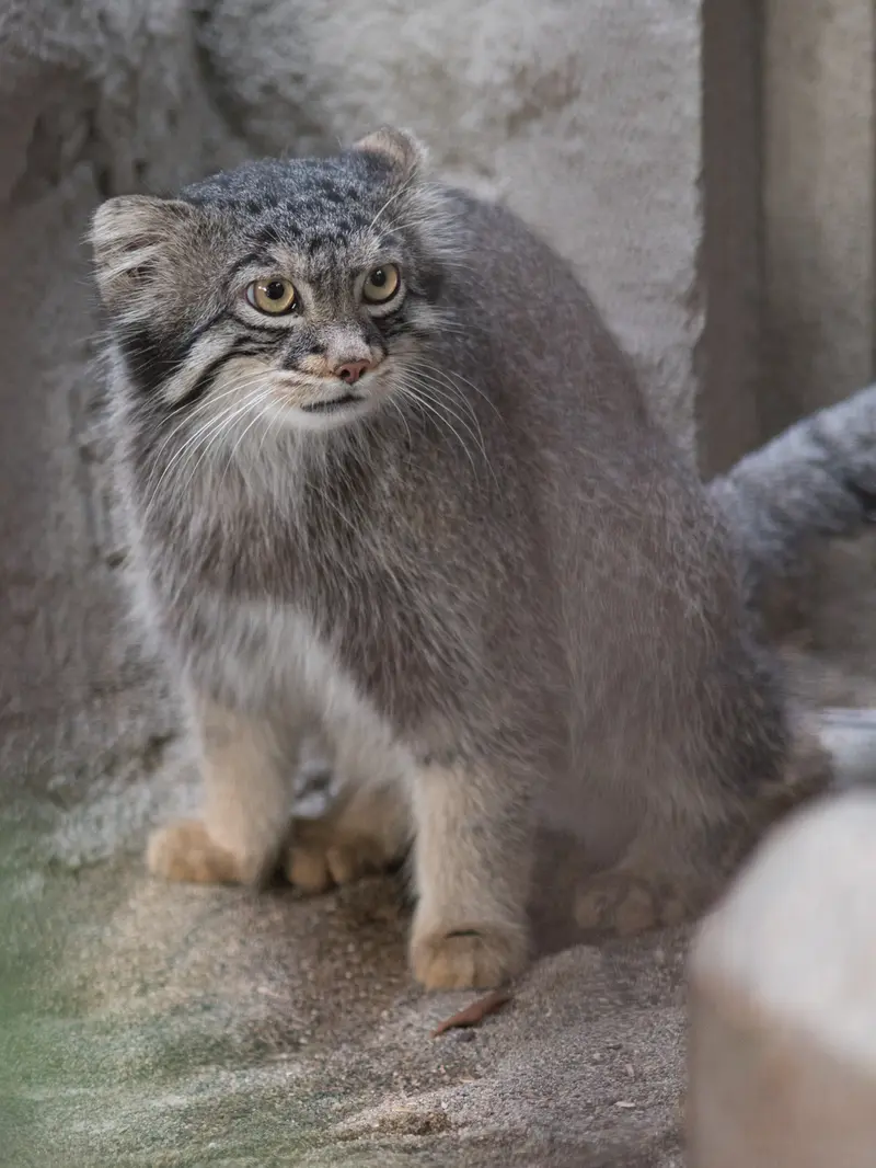 A photograph of Figa in Nogeyama Zoo