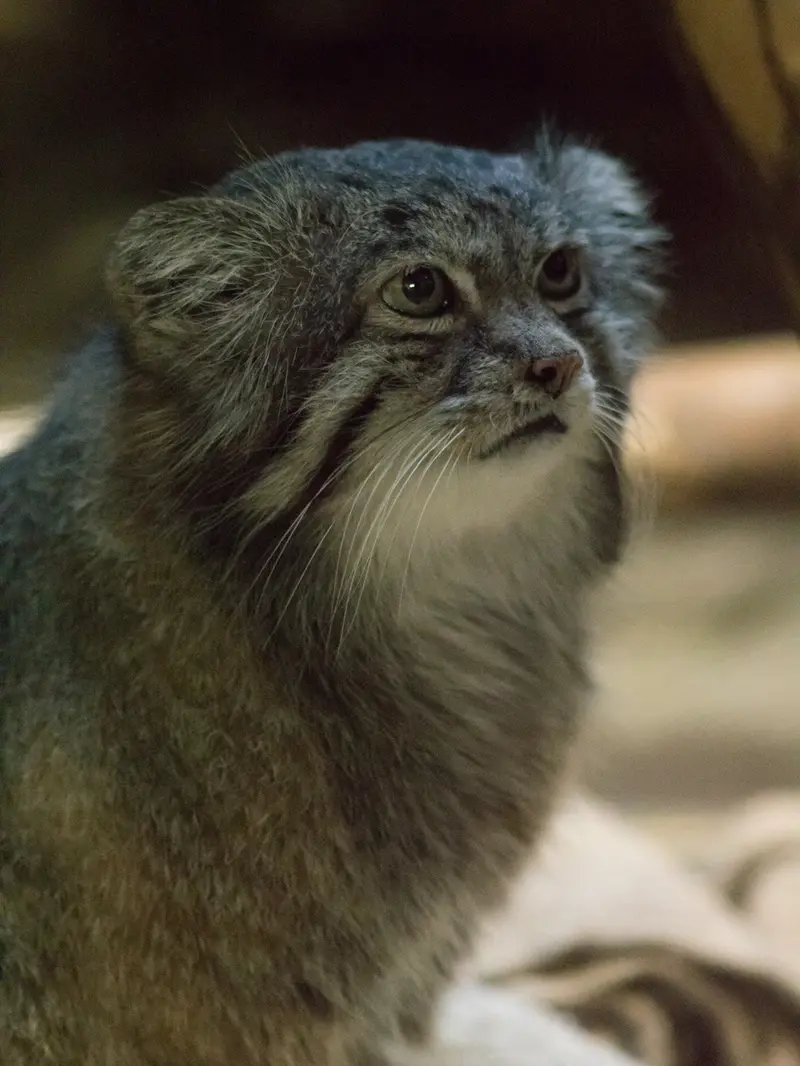 A photograph of Klyon in Ueno Zoological Gardens