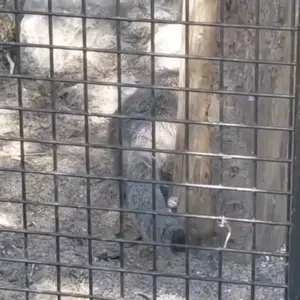 A photograph of a Pallas's cat in Lille Zoo