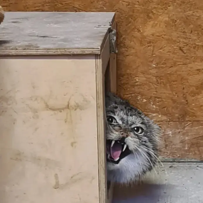 A photograph of a Pallas's cat