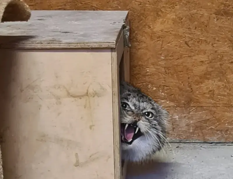 A photograph of a Pallas's cat