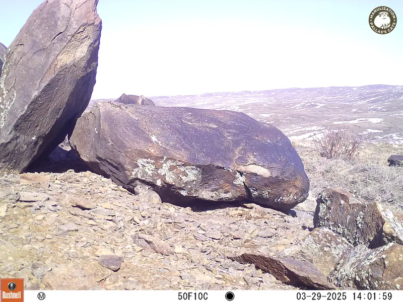 A photograph of Kazakh pika from Koshkar camera trap