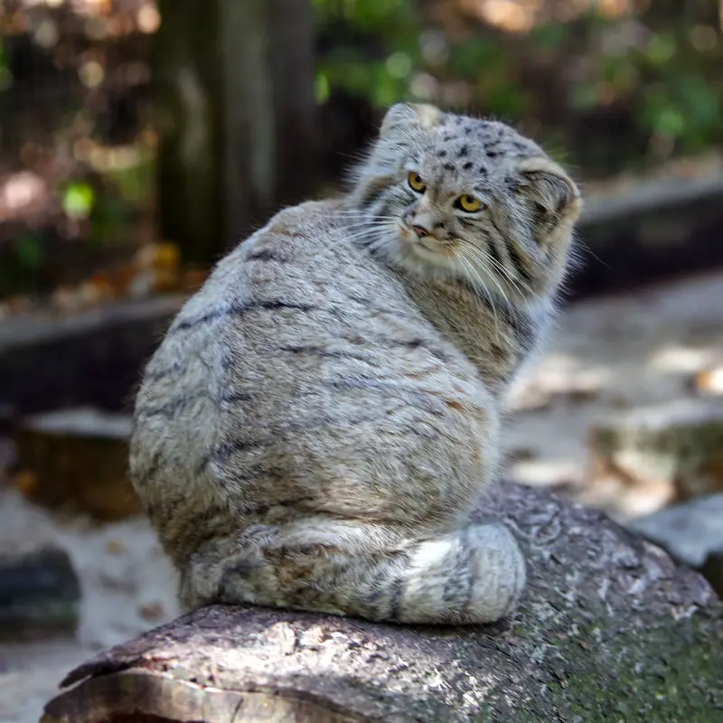 A photograph of Kitten of Alani b.2026 Ⅱ in Košice Zoo