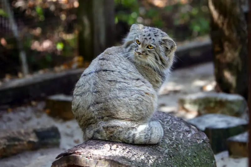A photograph of Kitten of Alani b.2026 Ⅱ in Košice Zoo