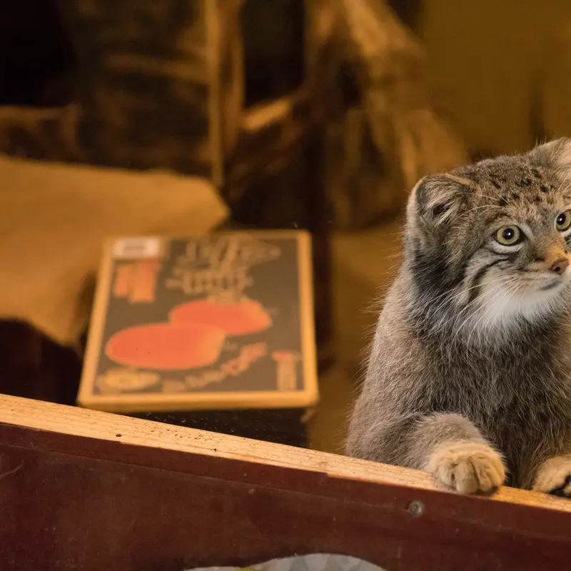 A photograph of Oto in Saitama Children's Zoo