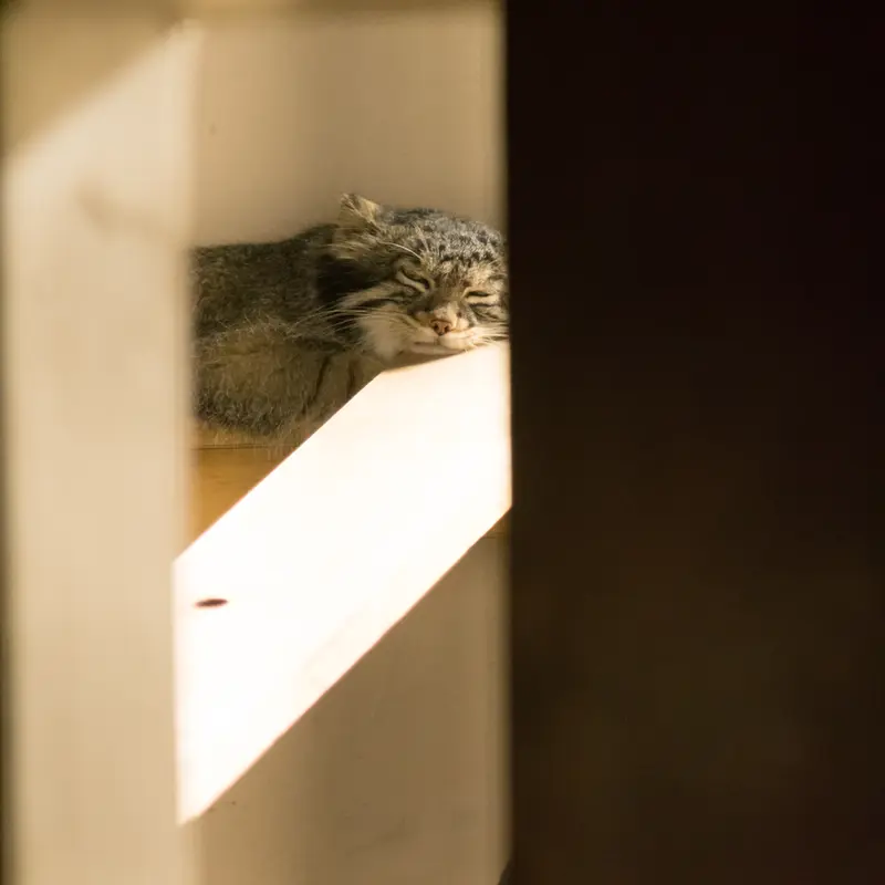 A photograph of Figa in Nogeyama Zoo