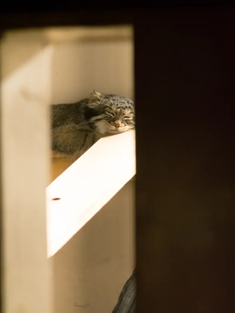 A photograph of Figa in Nogeyama Zoo