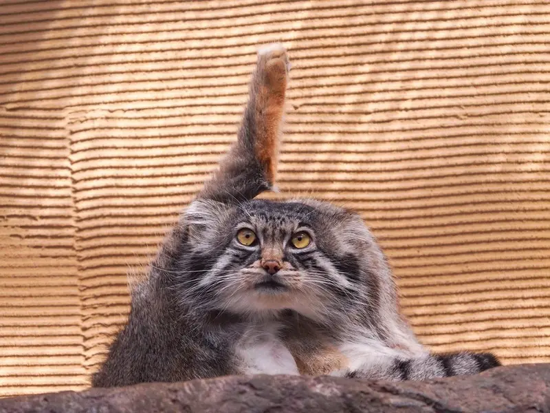 A photograph of a Pallas's cat