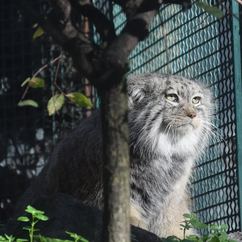A photograph of Bohus in Budapest Zoo & Botanical Garden