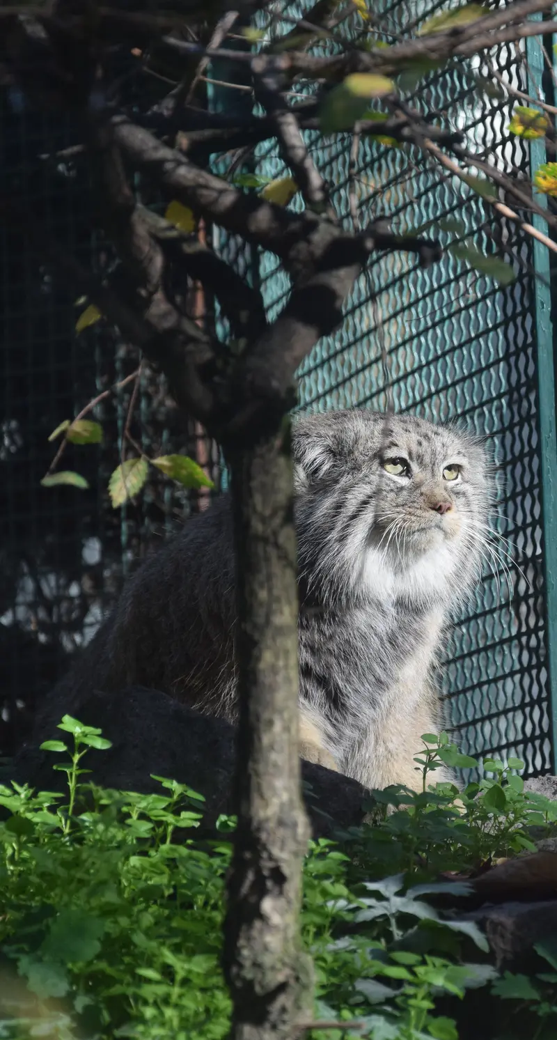 A photograph of Bohus in Budapest Zoo & Botanical Garden