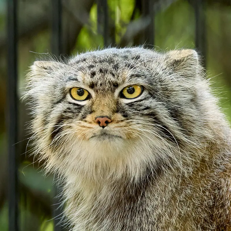 Son of Eve 2024 Ⅱ the Pallas's cat from Novosibirsk Zoo