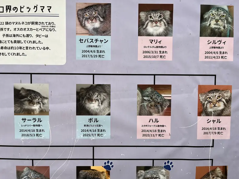 A photograph of a Pallas's cat in Saitama Children's Zoo