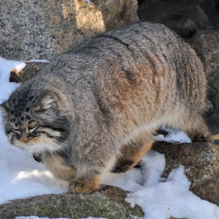 A photograph of Bruce in Görlitz Zoo