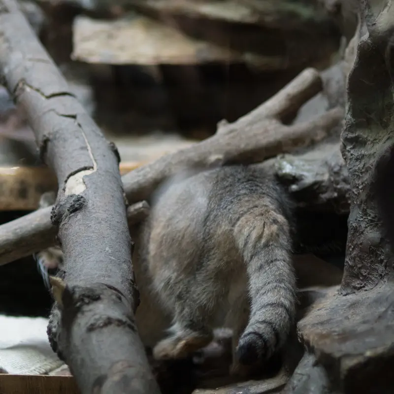 A photograph of Primula in Ueno Zoological Gardens