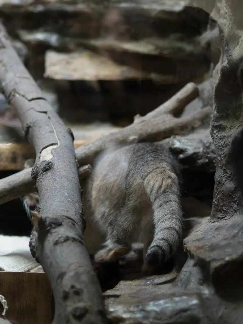 A photograph of Primula in Ueno Zoological Gardens