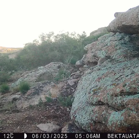 A photograph of Kazakh pika from Bektauata 2 camera trap