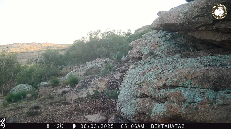 A photograph of Kazakh pika from Bektauata 2 camera trap