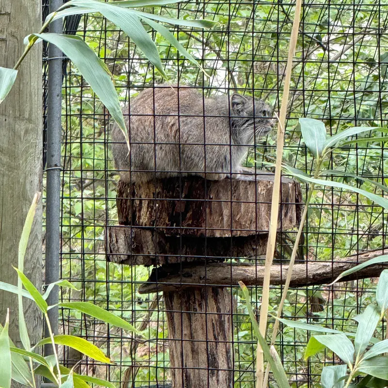 A photograph of Ceba in Smithsonian's National Zoo