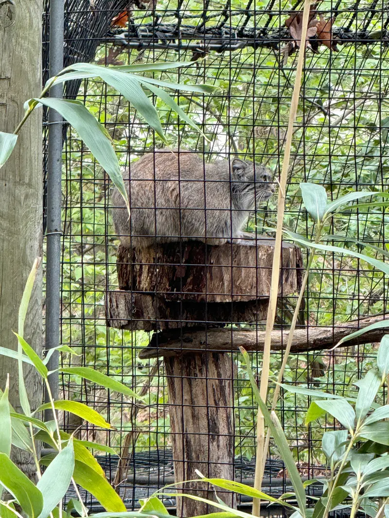 A photograph of Ceba in Smithsonian's National Zoo