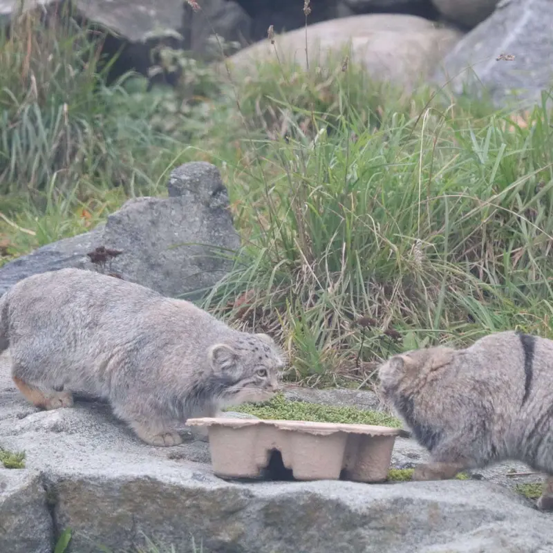 A photograph of Saga and Saimi in Korkeasaari Zoo