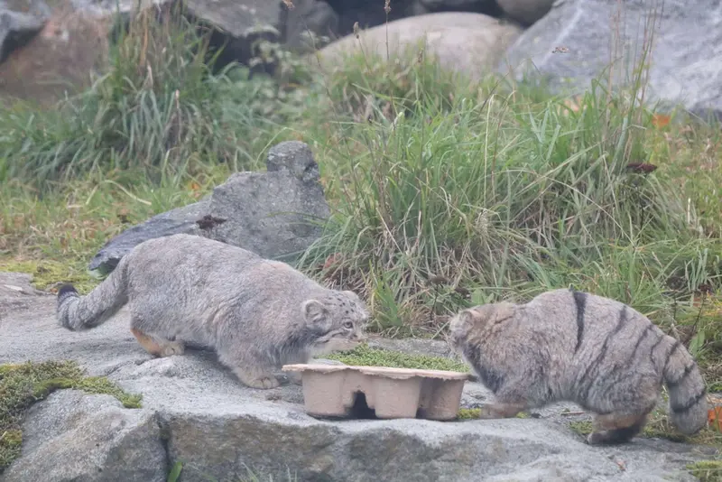 A photograph of Saga and Saimi in Korkeasaari Zoo