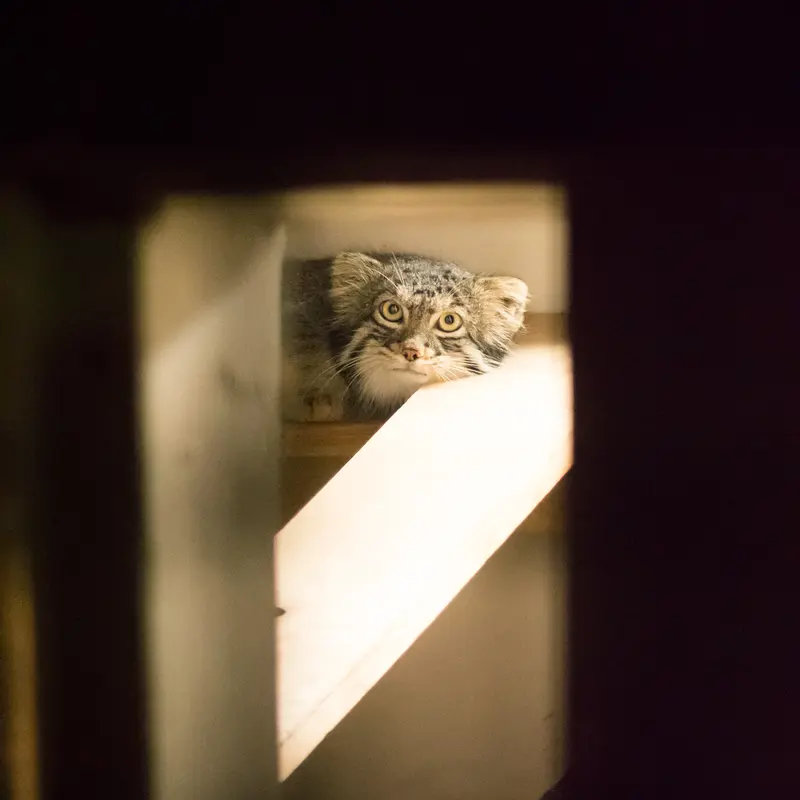 A photograph of Figa in Nogeyama Zoo