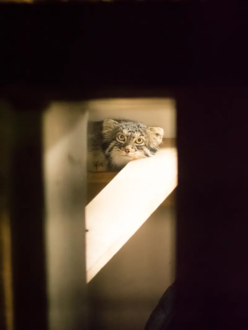 A photograph of Figa in Nogeyama Zoo