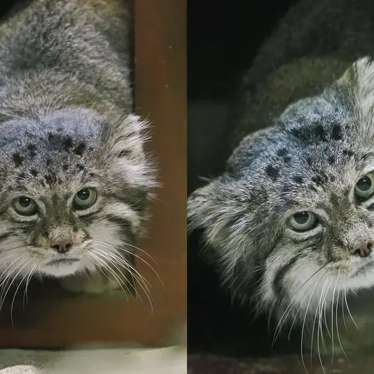 A photograph of Klyon in Ueno Zoological Gardens