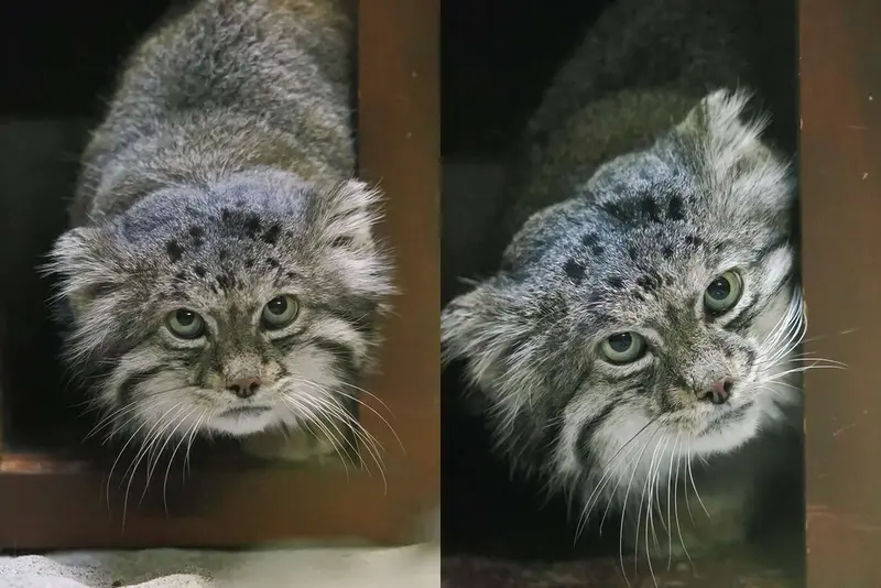 A photograph of Klyon in Ueno Zoological Gardens