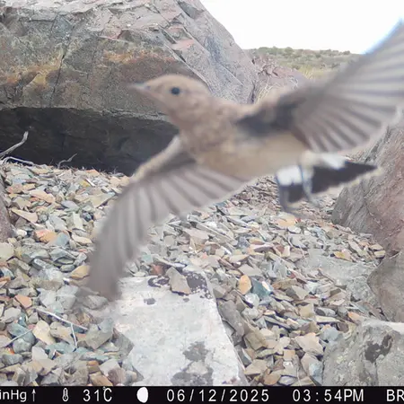 A photograph of a Pallas's cat from Kiikbai camera trap