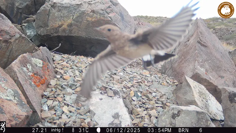A photograph of a Pallas's cat from Kiikbai camera trap