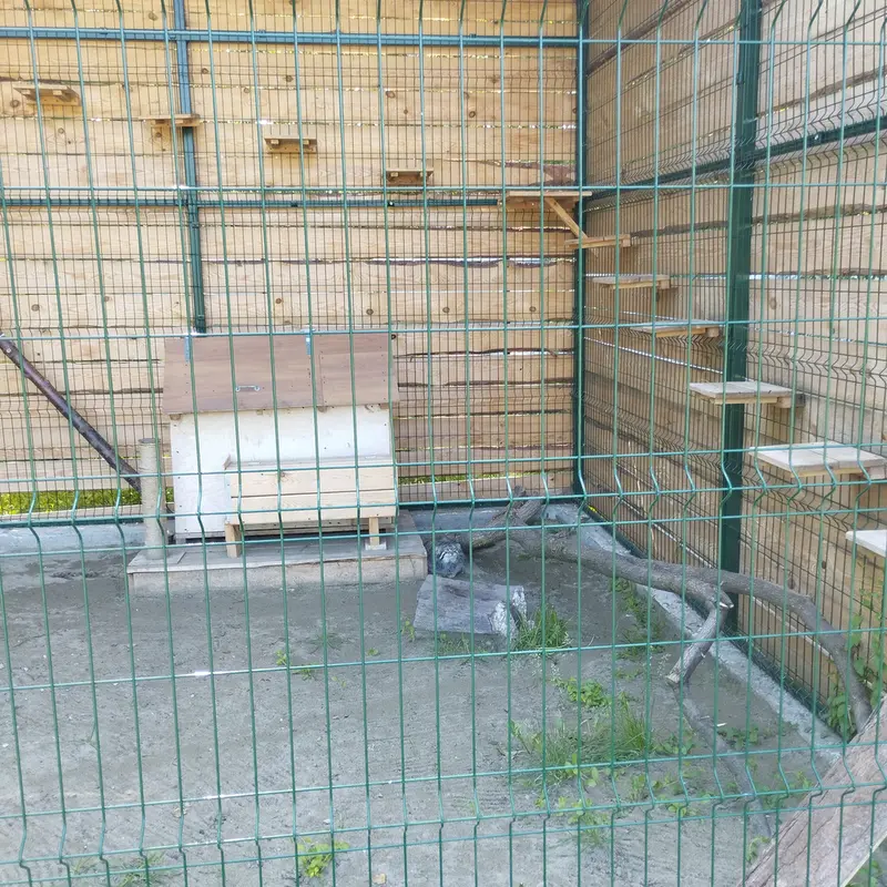 A photograph of Chip in Barnaul zoo “Lesnaya skazka”