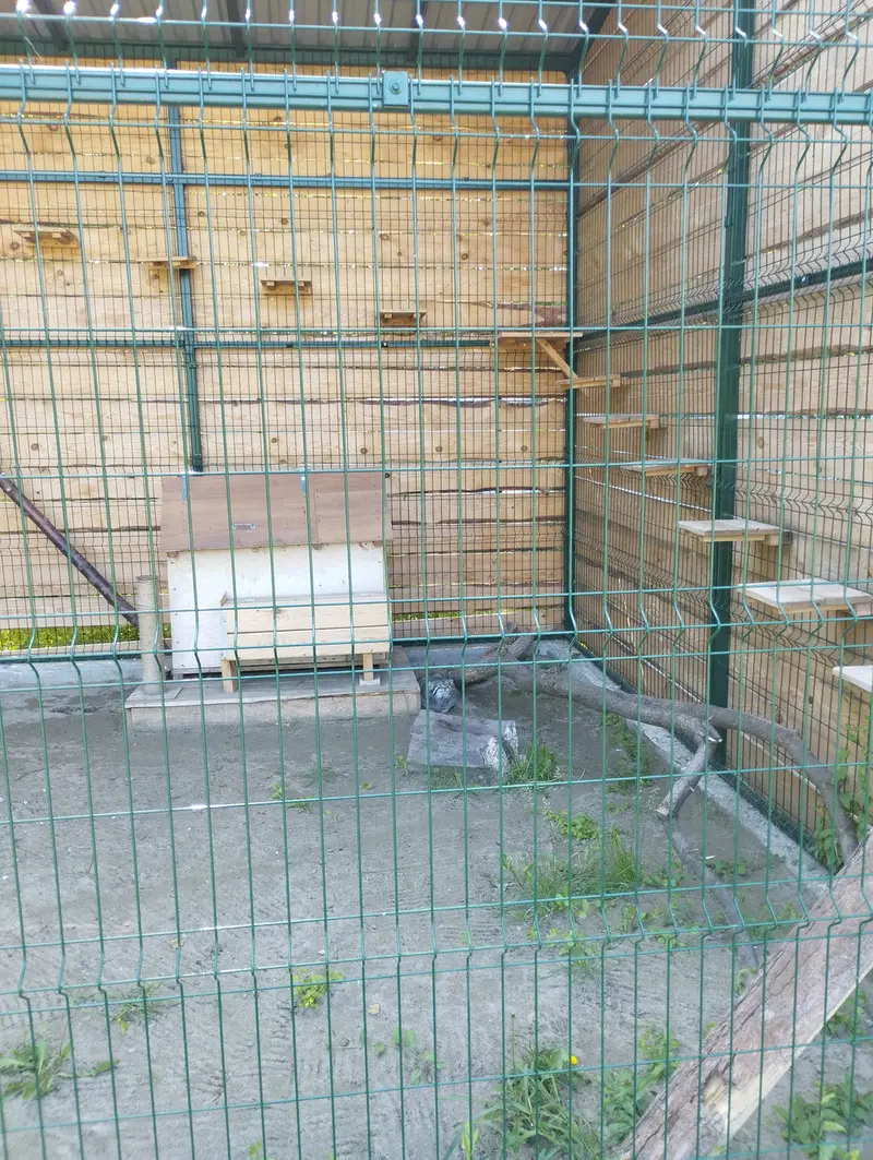 A photograph of Chip in Barnaul zoo “Lesnaya skazka”