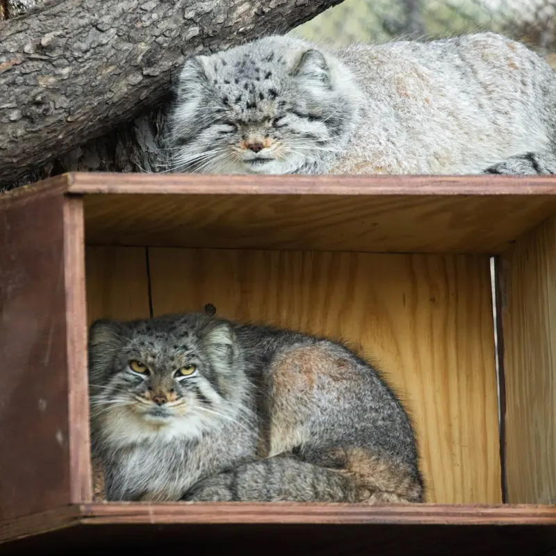 A photograph of Bo and Nancy in Cheyenne Mountain Zoo