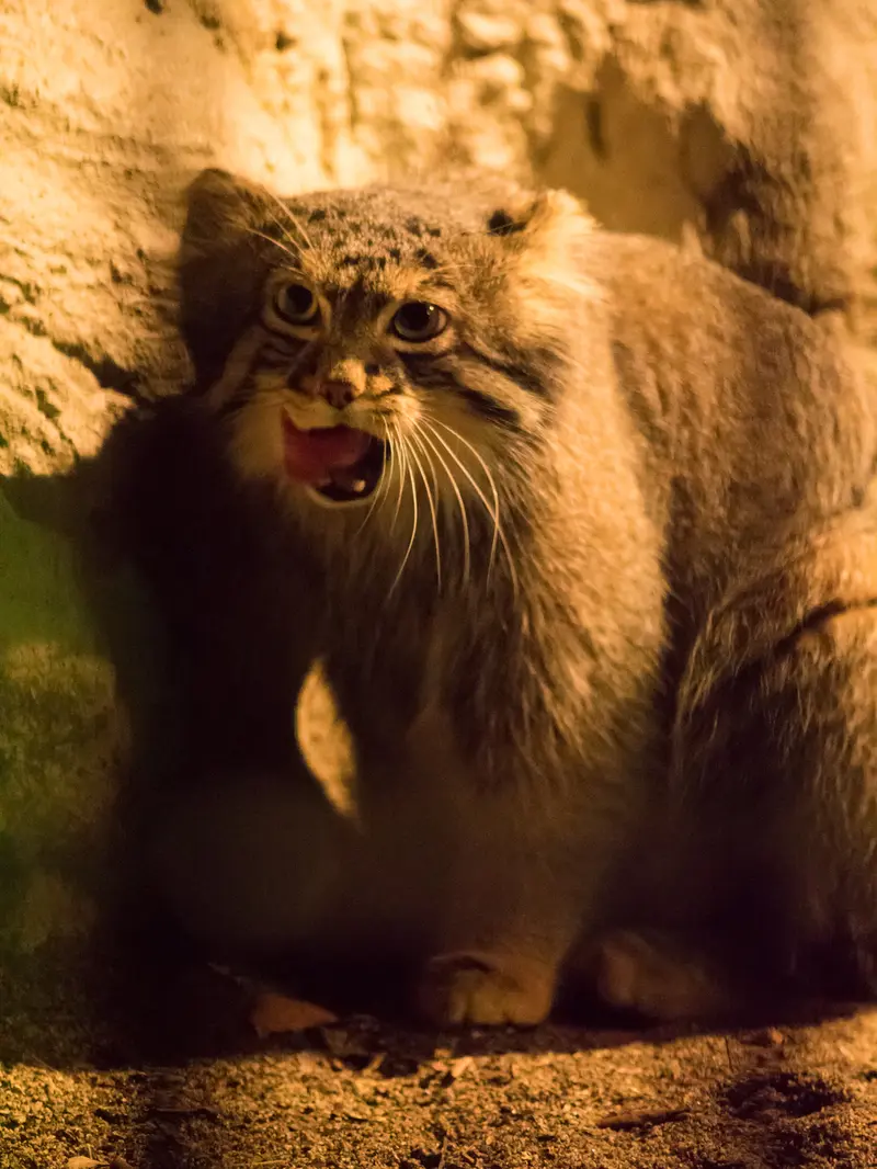 A photograph of Figa in Nogeyama Zoo