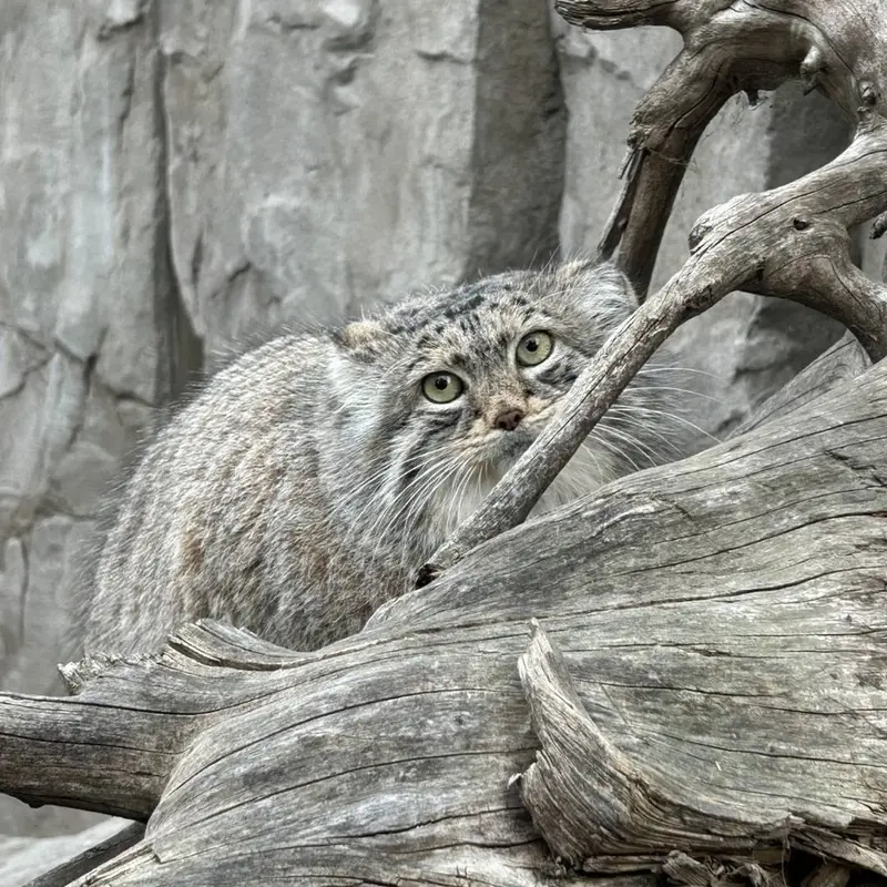 A photograph of Pema in Calgary Zoo / Wilder Institute