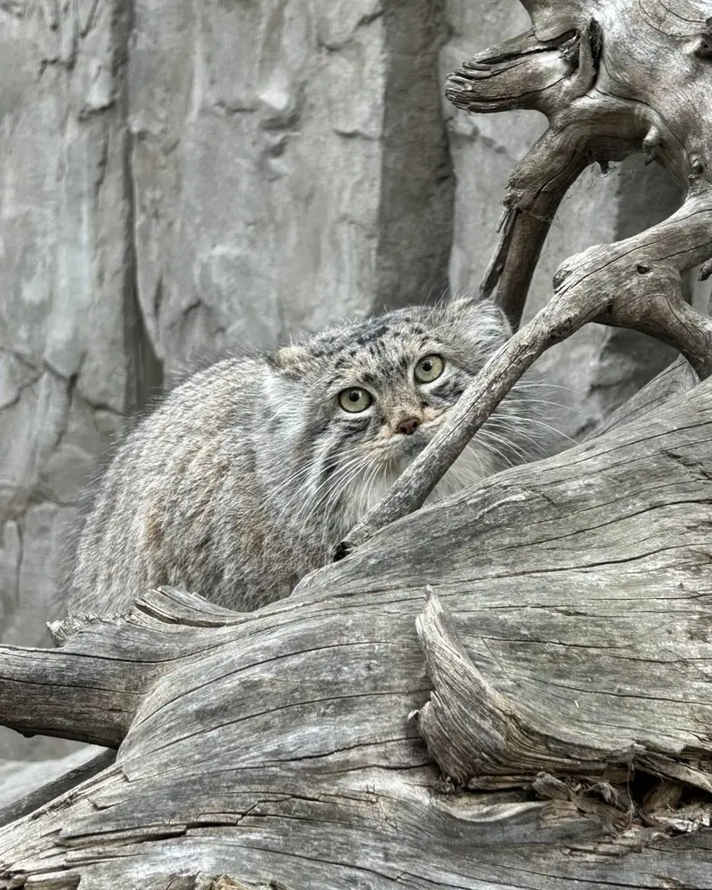 A photograph of Pema in Calgary Zoo / Wilder Institute