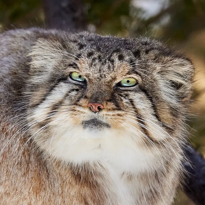 Bor the Pallas's cat from Nasu Animal Kingdom