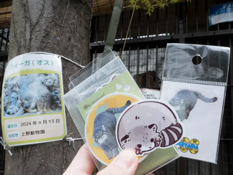 A photograph of Figa in Nogeyama Zoo