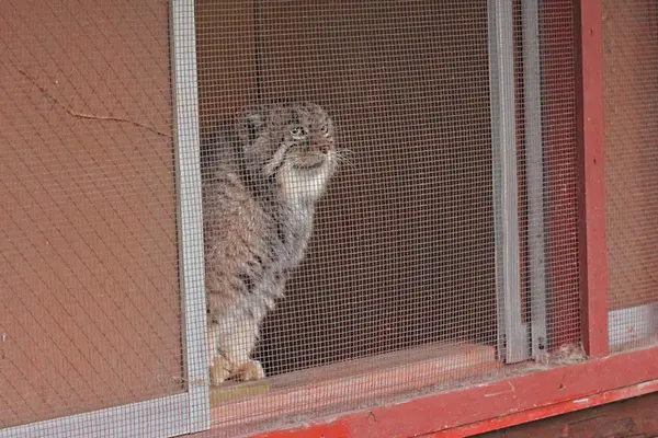 A photograph of Sebastian in Saitama Children's Zoo