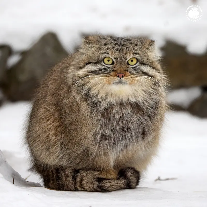 A photograph of Son of Eve 2024 Ⅰ in Novosibirsk Zoo