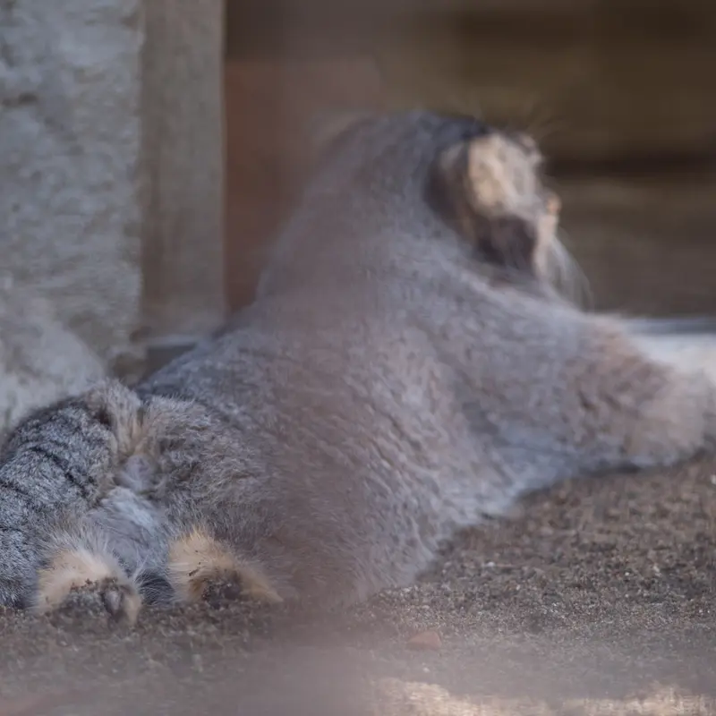 A photograph of Figa in Nogeyama Zoo
