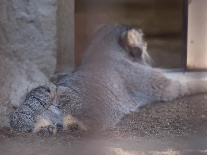 A photograph of Figa in Nogeyama Zoo